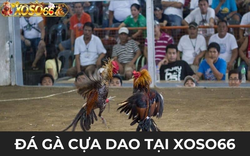 Đá gà cựa dao là hình thức chọi gà gắn thêm cựa dao Đá gà cựa dao là hình thức chọi gà gắn thêm cựa dao
