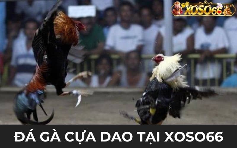 Luật chơi đá gà cựa dao tại đấu trường Luật chơi đá gà cựa dao tại đấu trường
