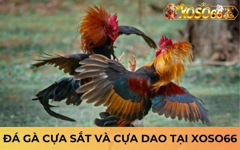 Cá cược đá gà cựa sắt và cựa dao đều có tại đá gà XOSO66 Cá cược đá gà cựa sắt và cựa dao đều có tại đá gà XOSO66