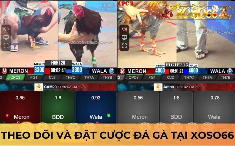 Người chơi có thể theo dõi trực tiếp và đặt cược đá gà Người chơi có thể theo dõi trực tiếp và đặt cược đá gà