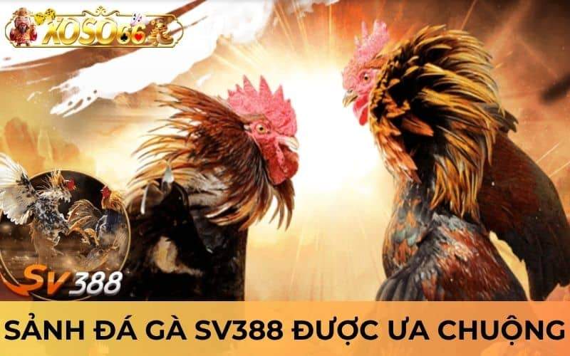 Sảnh đá gà SV388 tại XOSO66 được ưu chuộng nhất hiện nay Sảnh đá gà SV388 tại XOSO66 được ưu chuộng nhất hiện nay